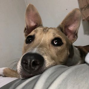 Meet your Posher, Adam